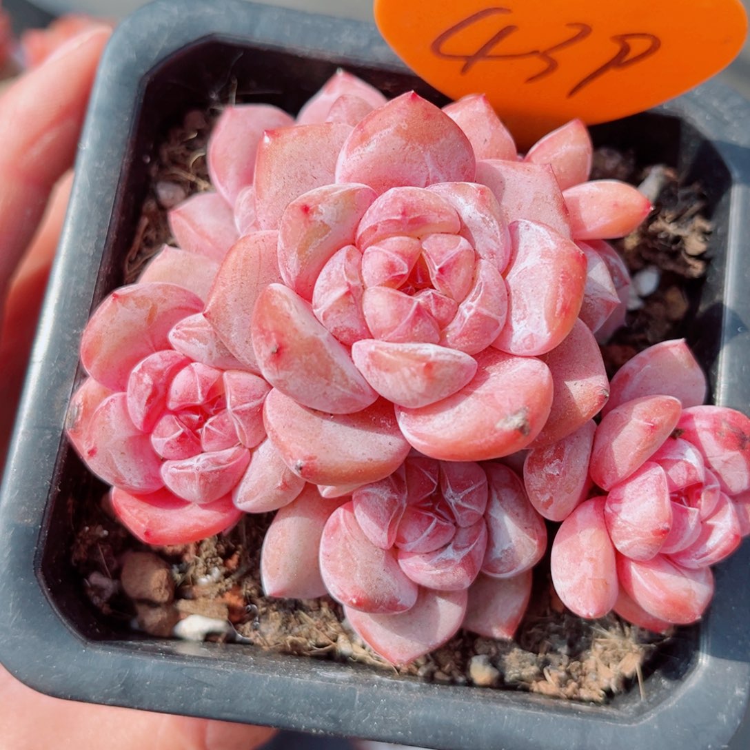 439号老桩石榴籽星影群