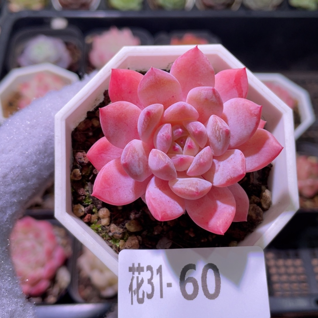 花利美31-60精选糖心