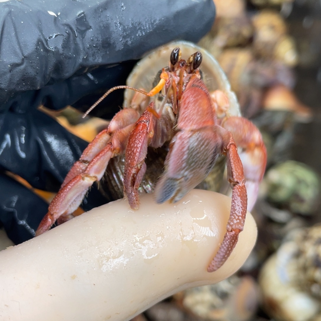 活体宠物不退不换7