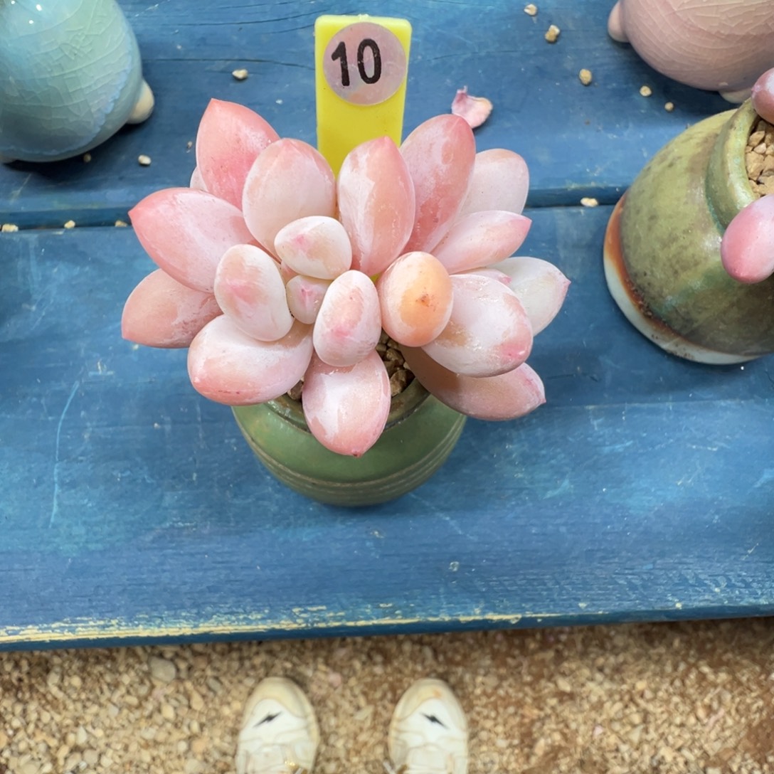 毛***毛10号香水带盆土发货