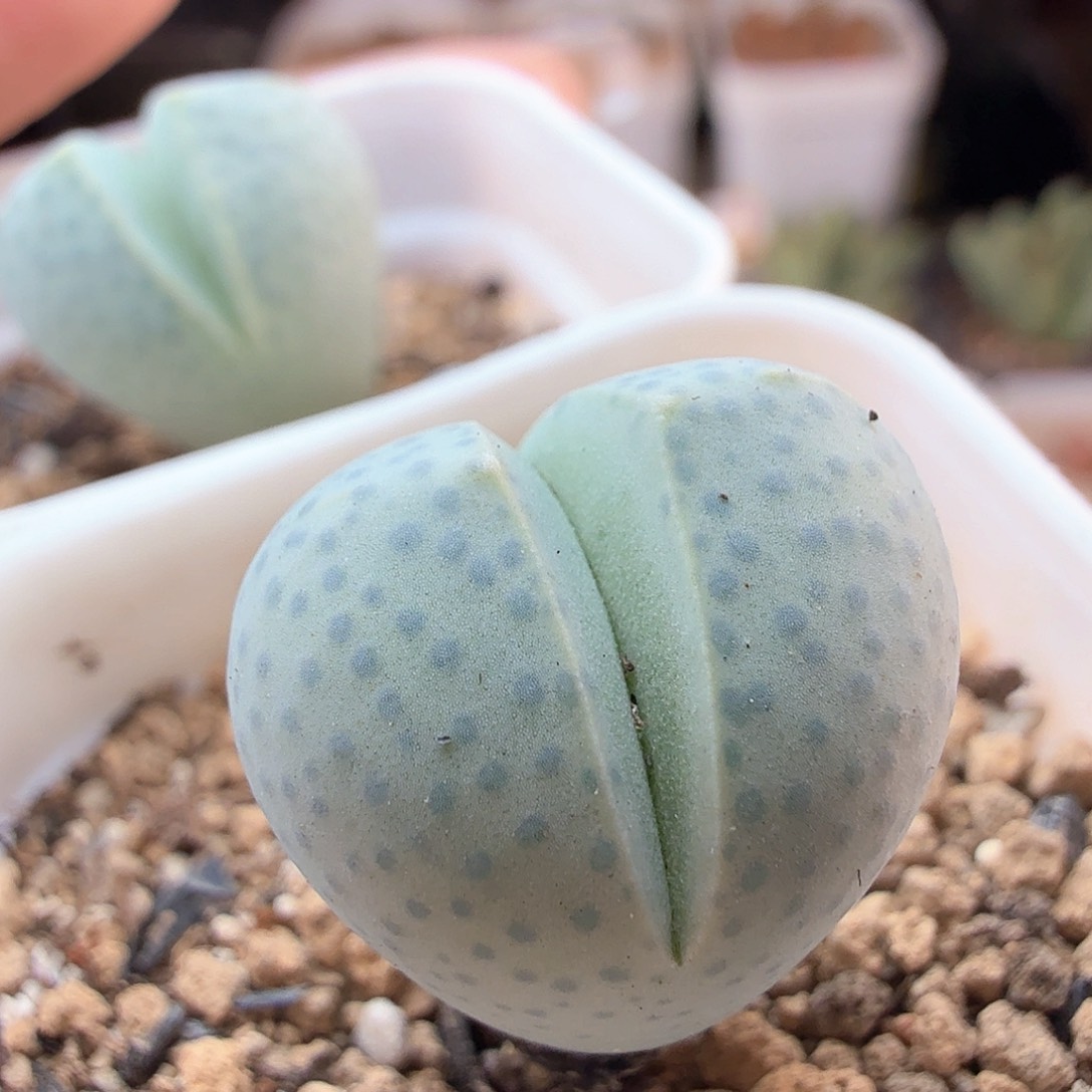 2.13.13/绿幻玉2个/多肉植物