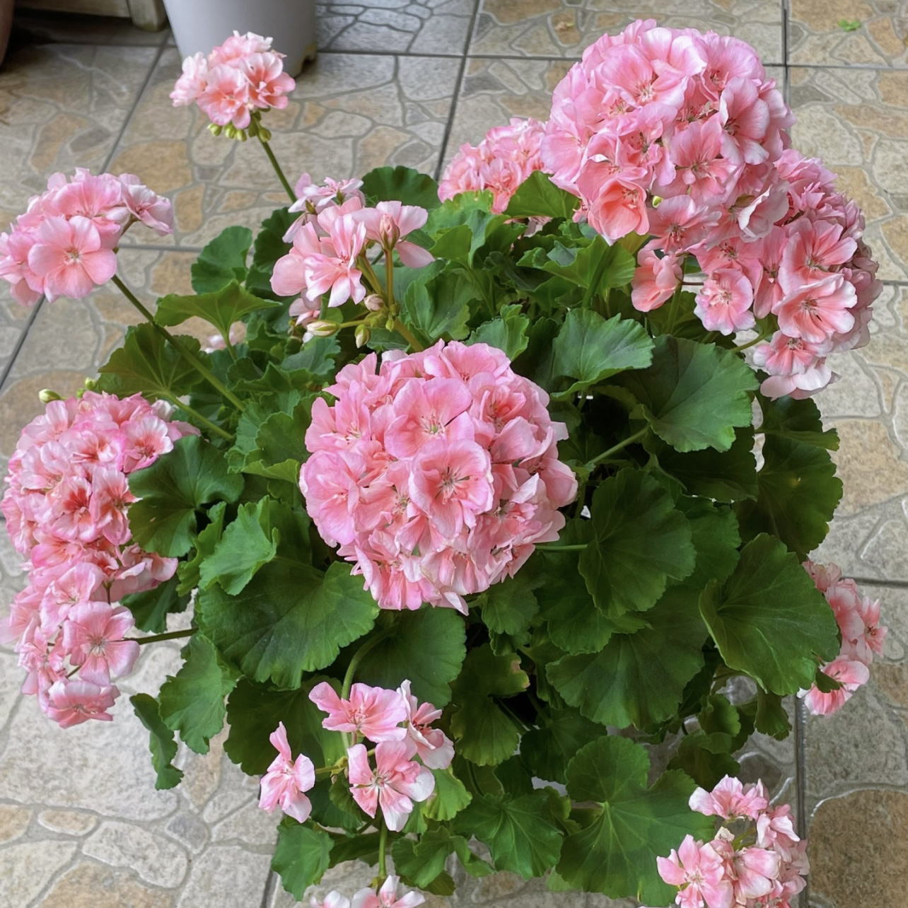 鲑鱼粉天竺葵盆栽生长快易爆花多年生院阳台新手易