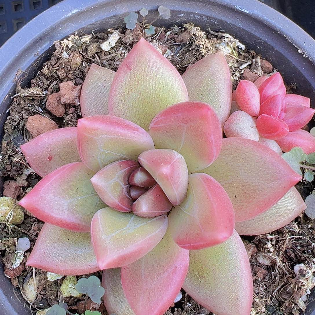 单头迷雾泡泡19包邮多肉