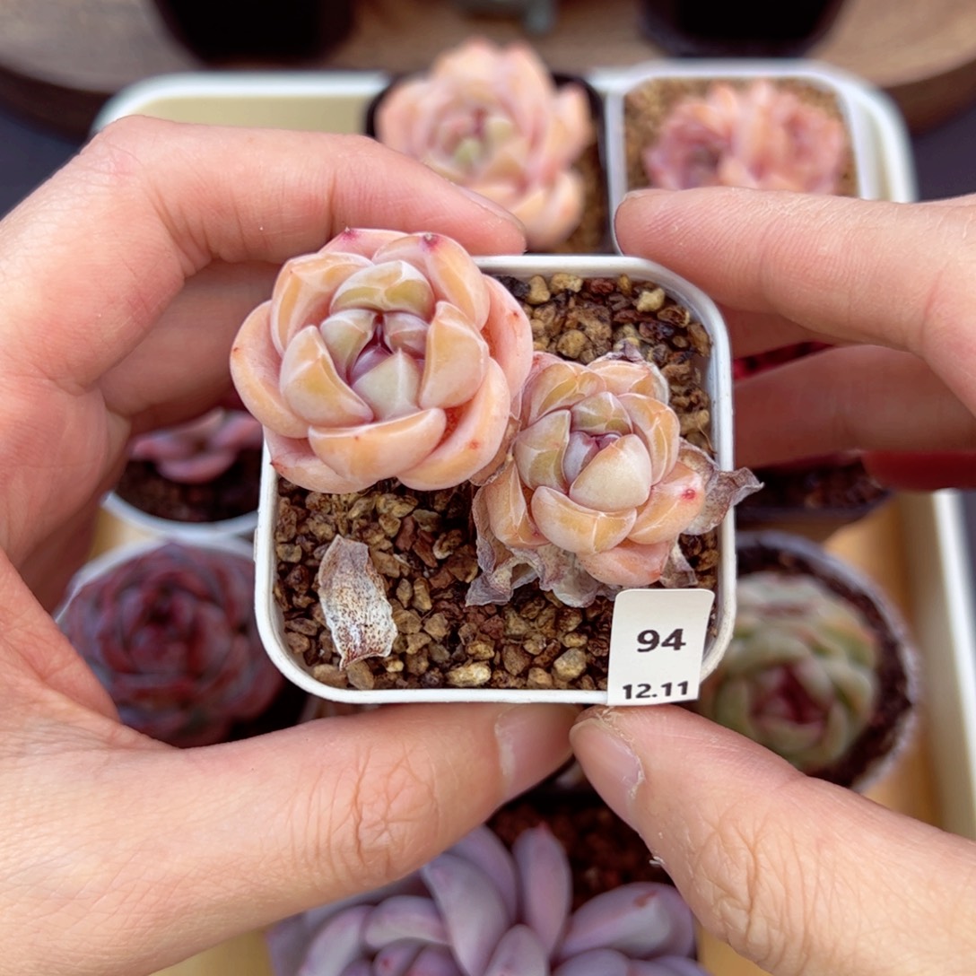 好好看94、哈哈哈哈