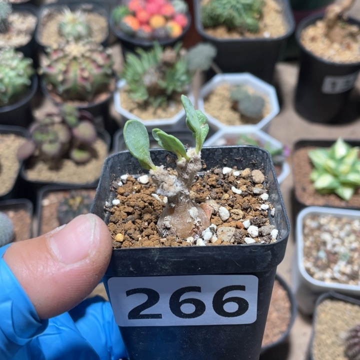 266派马厚墩菊块根