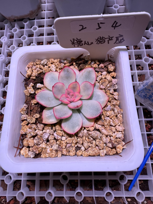 糖心猎户座锦稀有多肉一物一拍