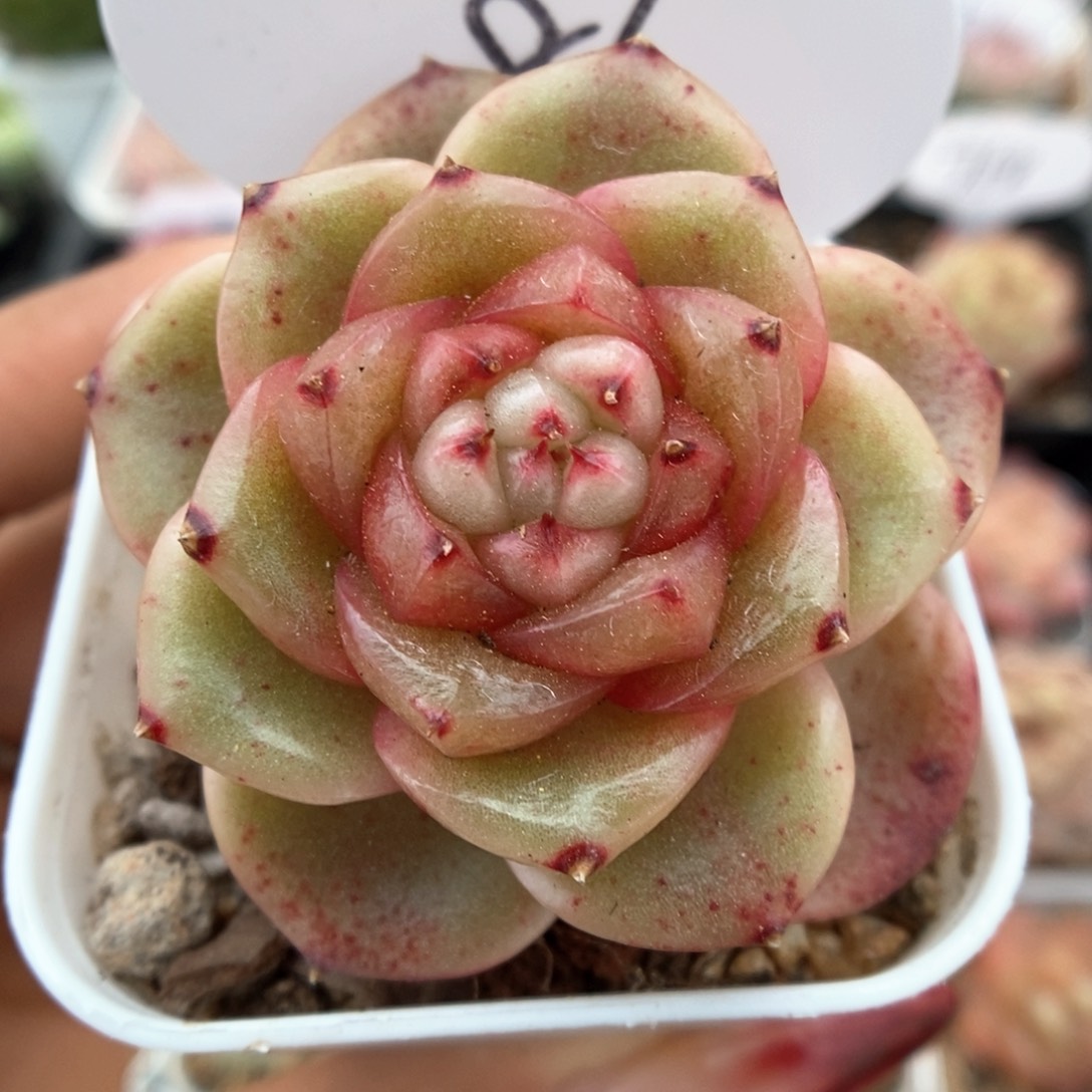 玉芷珍妮可拍86号。  