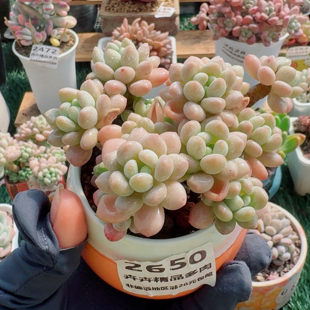 2650一物一拍（满28包邮