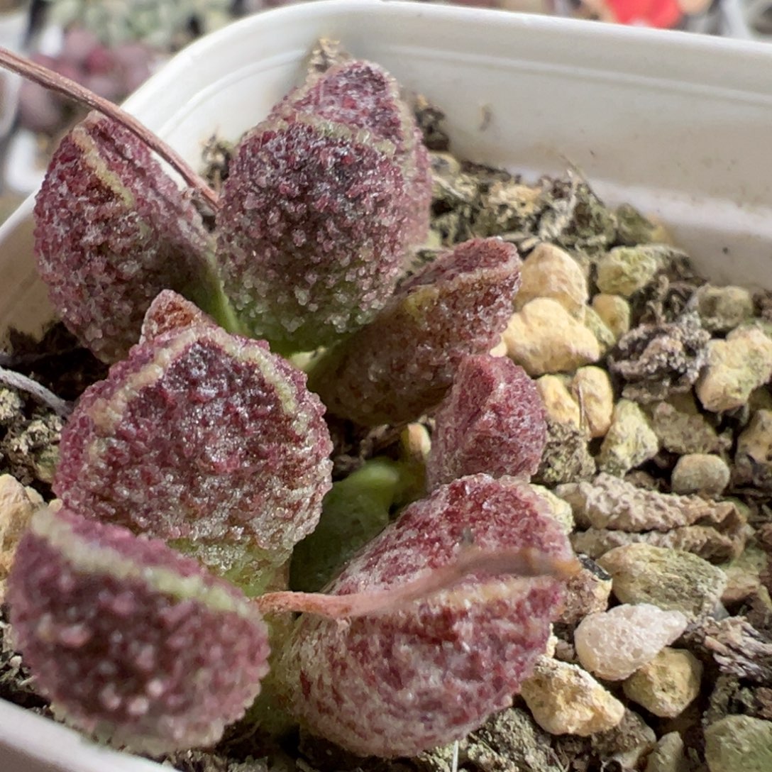 A***.紫猪肝多肉植物水泡