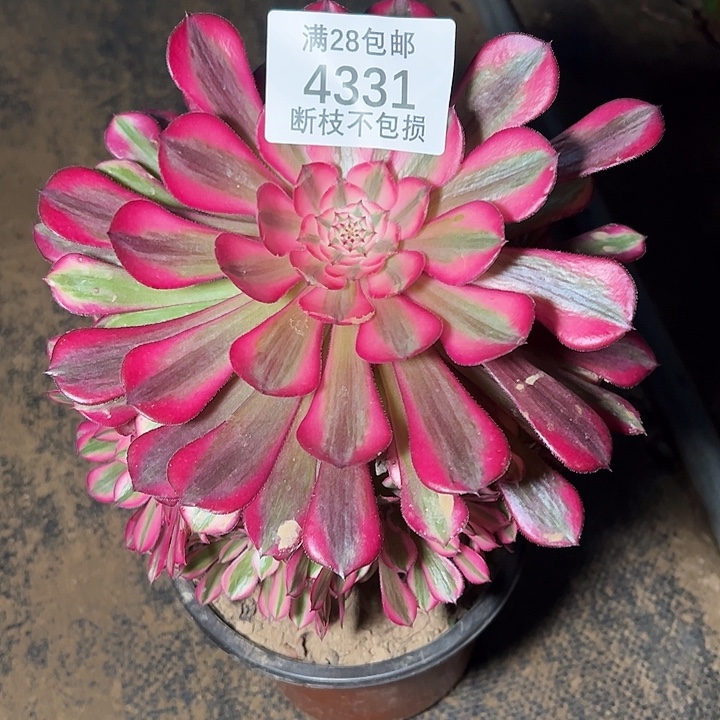 4331修过侧枝红铜白