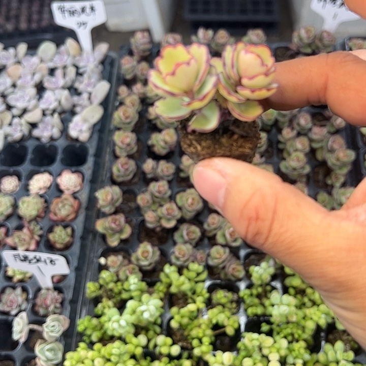 锦绣玫瑰 满10颗包邮