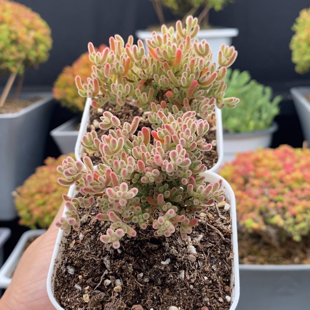 完全开放17号冰晶2个（6.5cm）