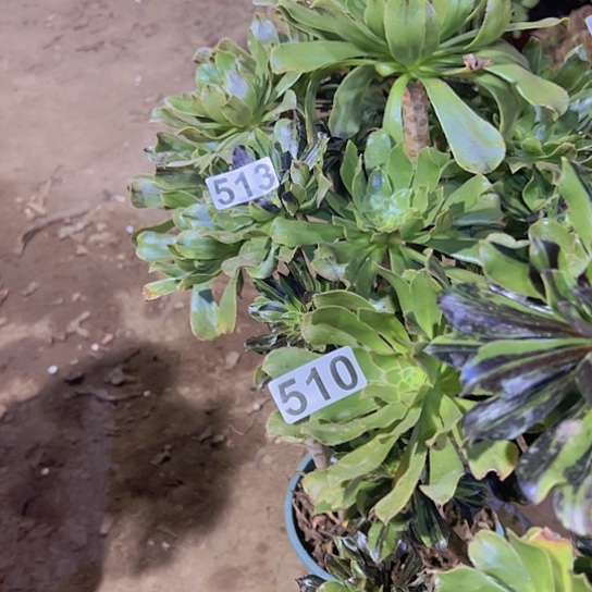 愿***花多肉植物两个水墨丹青
