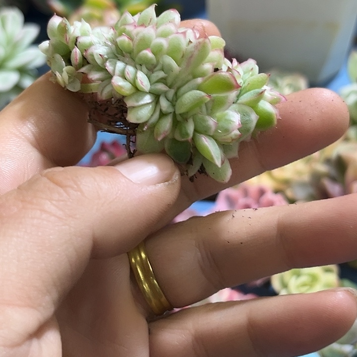 662麦秆锦缀化炸了吧