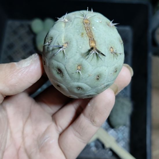 仙***飘白皮15米凑单一物一拍