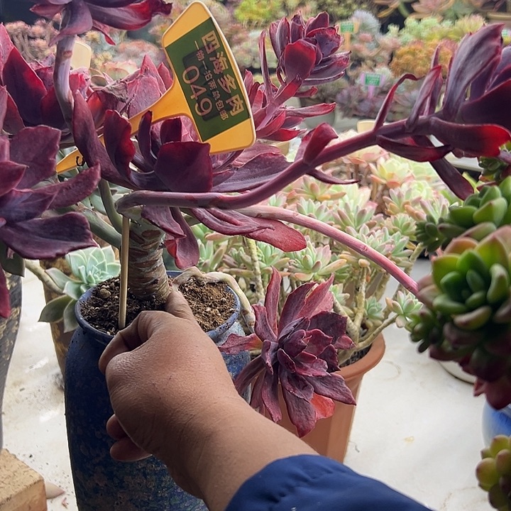 向***️钻石锦多肉植物精华049