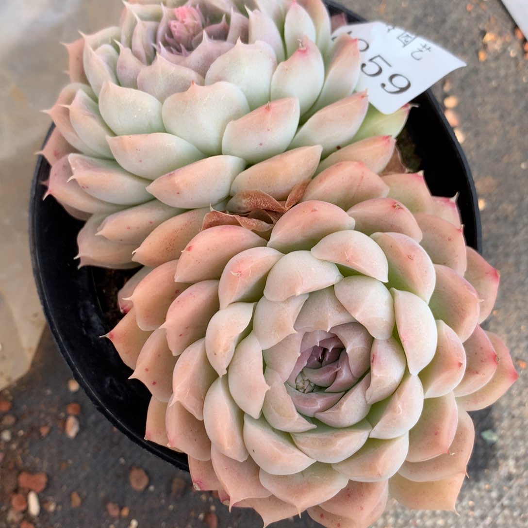 4859杂交多肉老桩