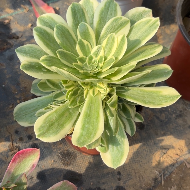 迈巴赫多肉法师量拍