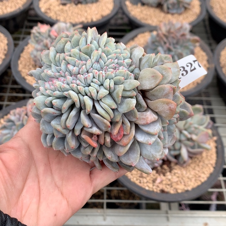 冰***雨1327缀嗯嗯嗯嗯嗯嗯好