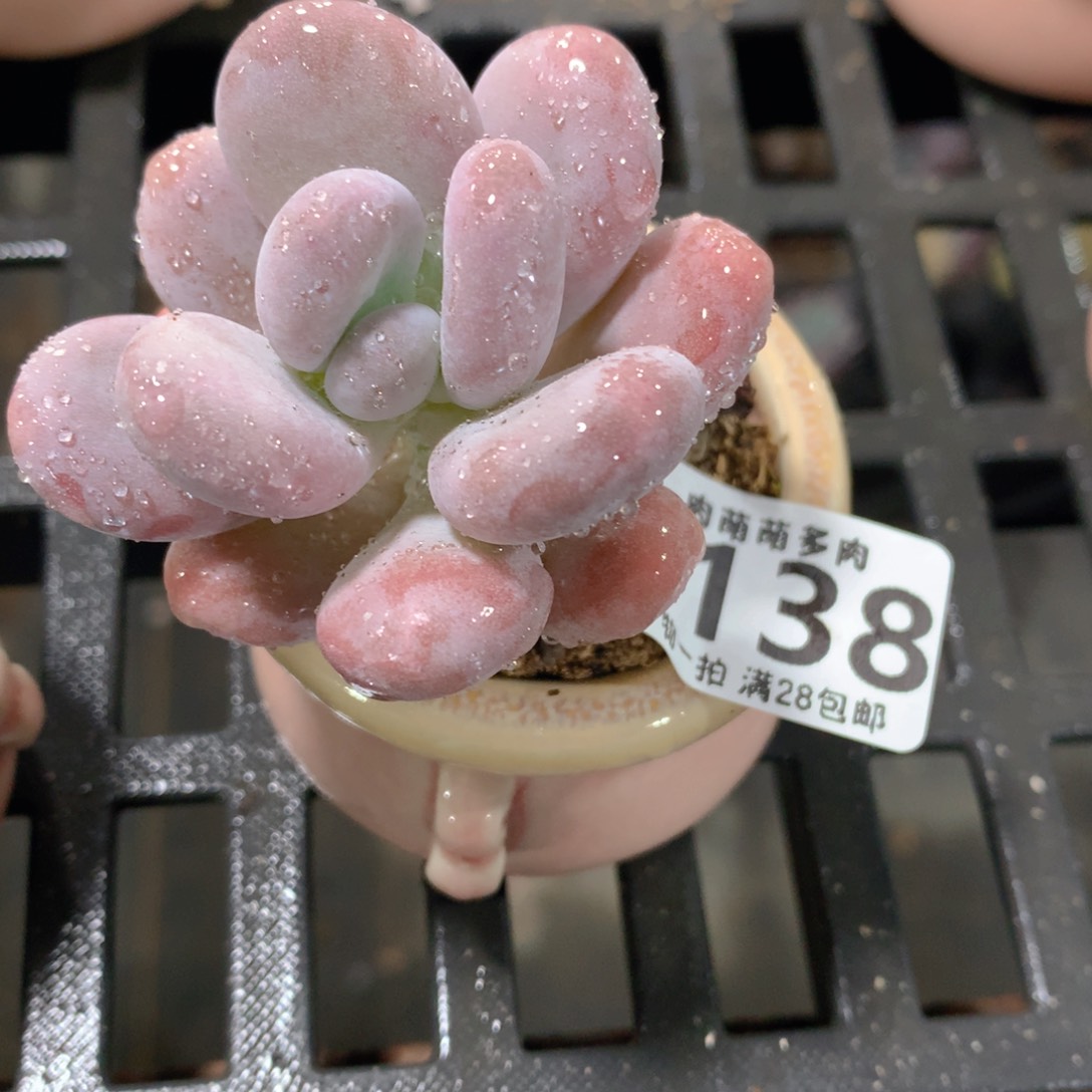 肉萌萌拇指盆精控多肉ZA138