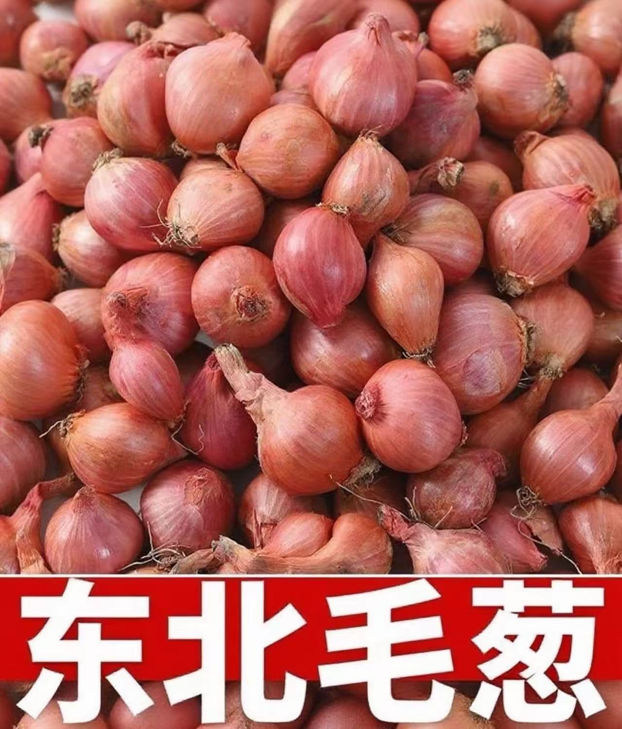 东北特产新鲜毛葱 农家种植