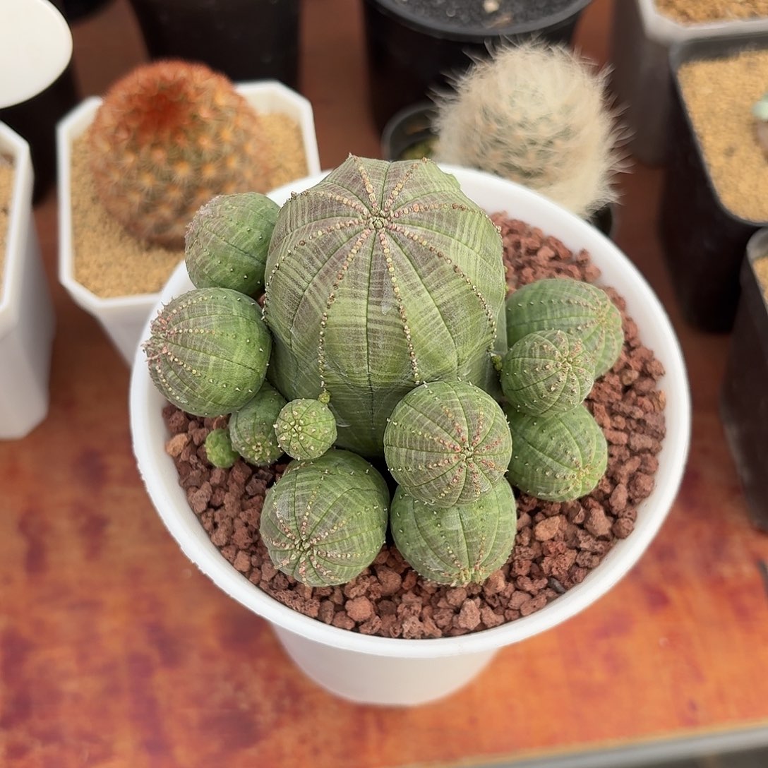 露***娜布纹球群仙人球224