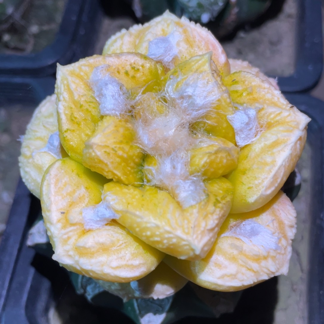 大型丸犹菜花牡丹锦  仙人球