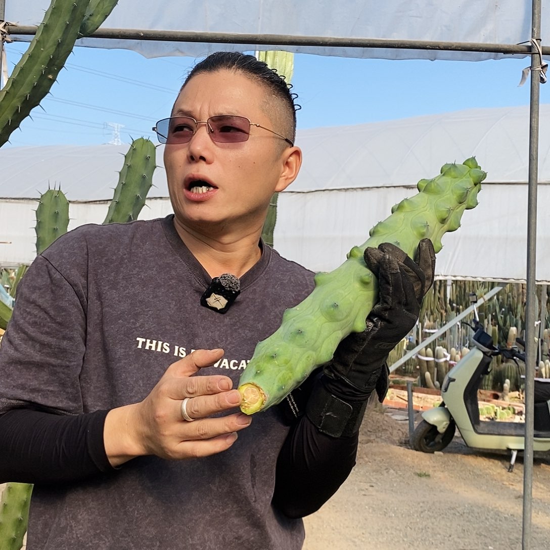 福禄寿现砍40-50公分