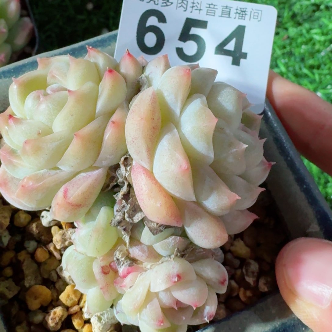 露香凝珍妮         精品多肉