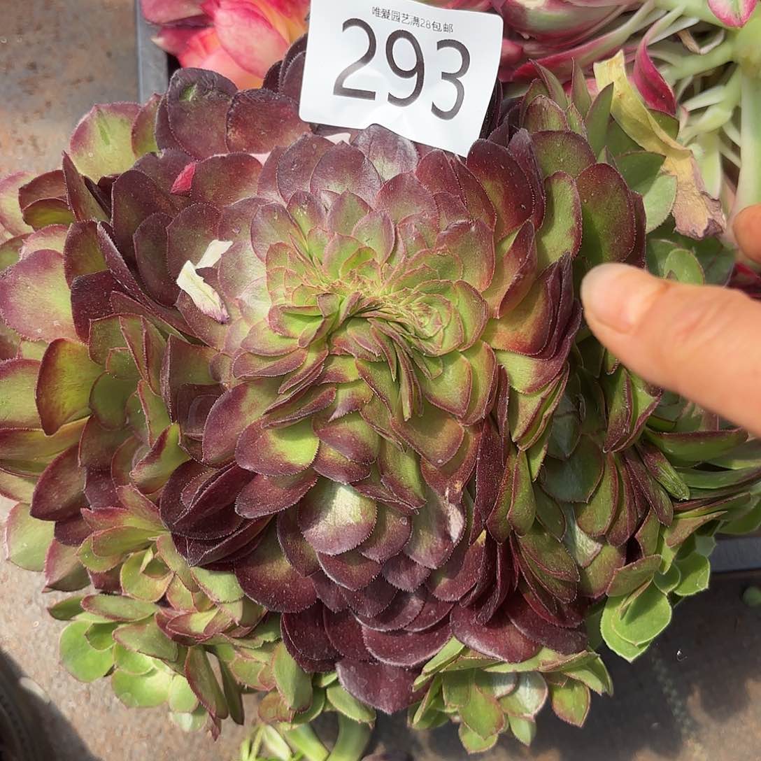 多肉植物缀化293