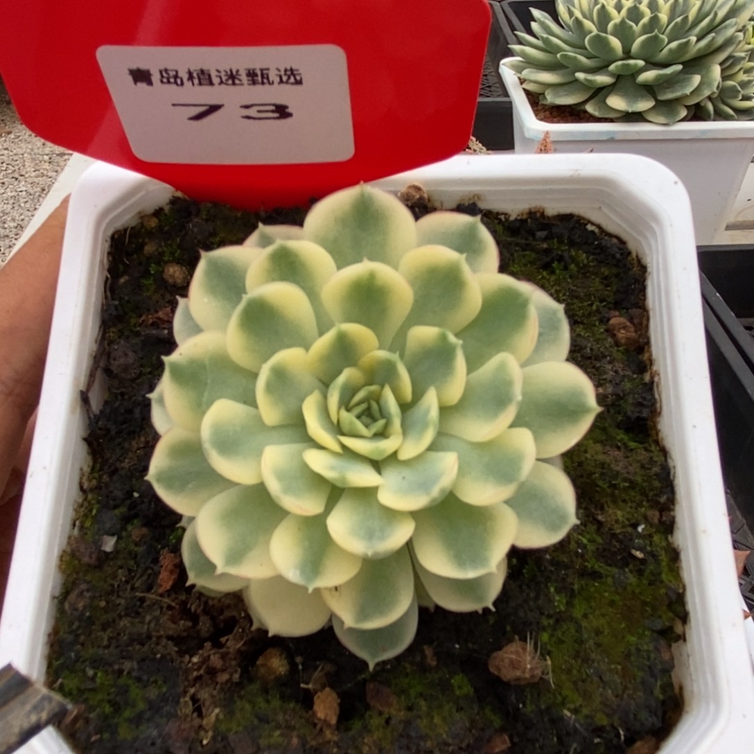 73号梦幻玫瑰锦多肉