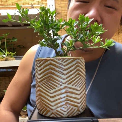 红陶一物一拍所见即所得193