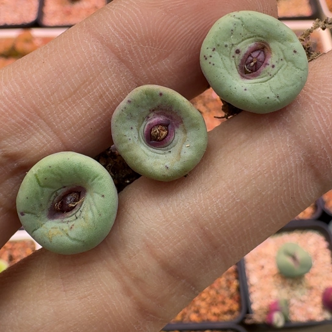 墨***水云缦精品番杏11.4 