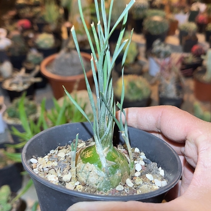 满38包邮2天凑单，脱土晾根发货多肉植物钢丝弹簧草