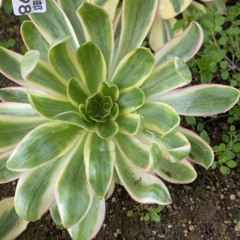 898青莲满25包邮多肉