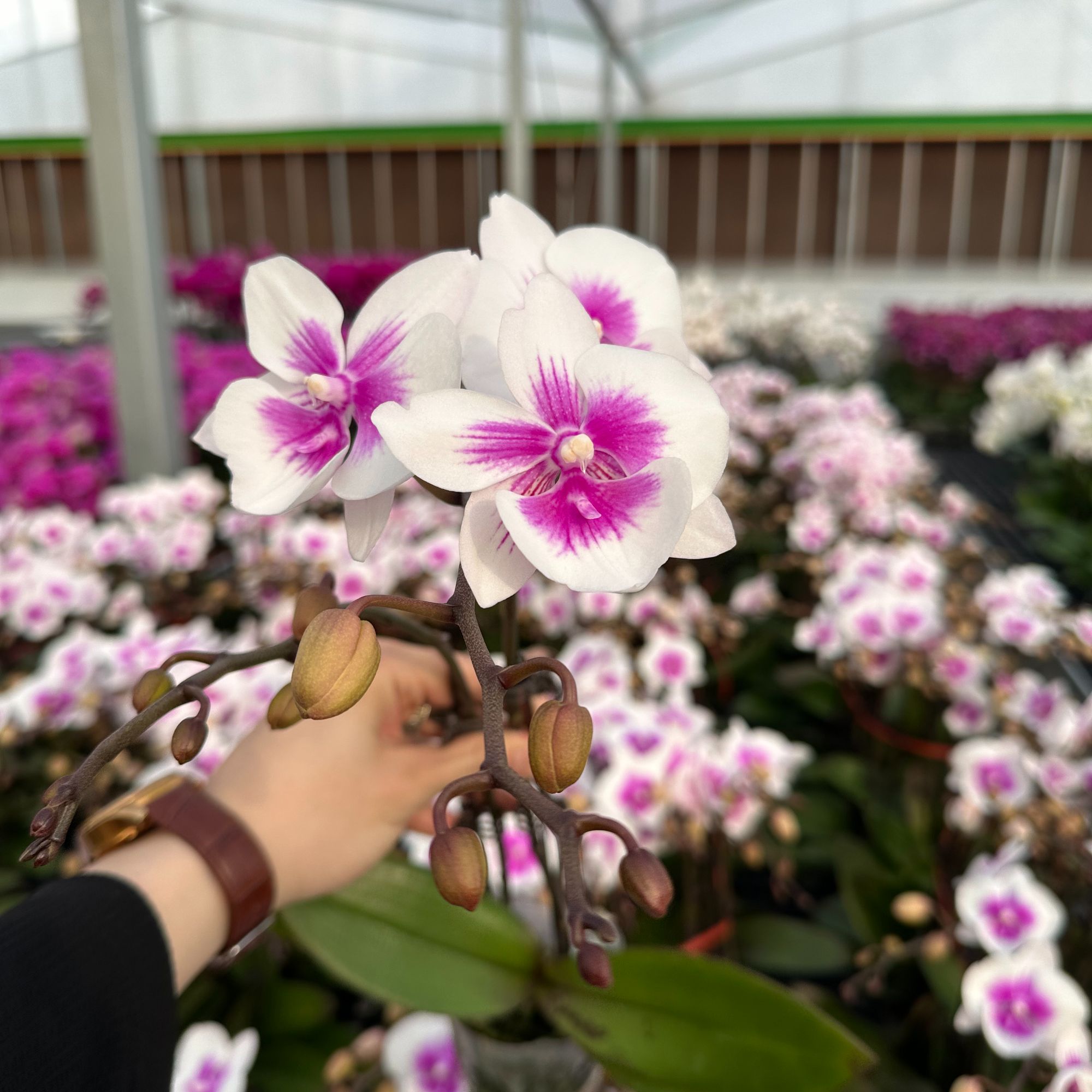 黑马花业（凤凰鸟）带花带花苞3.0寸杯发货