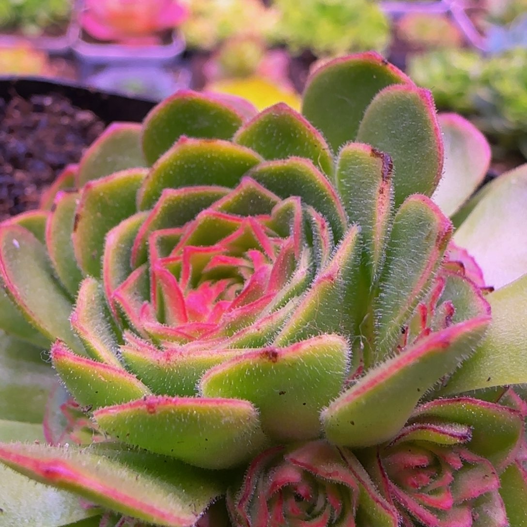 伊人捧花12334243555535335