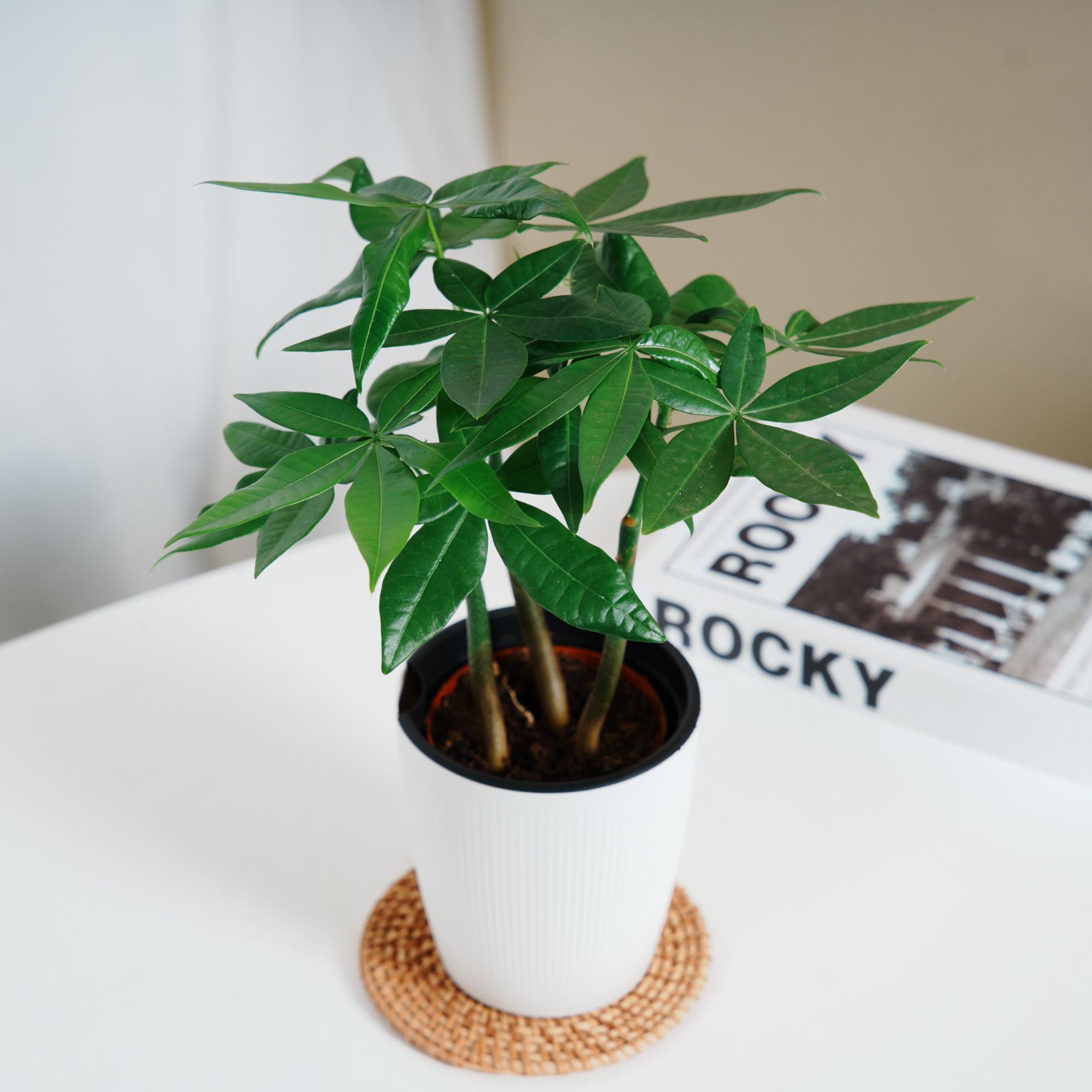 情侣互赠礼物（宝宝发财树）小盆栽室内客厅桌面绿植四季常青好养