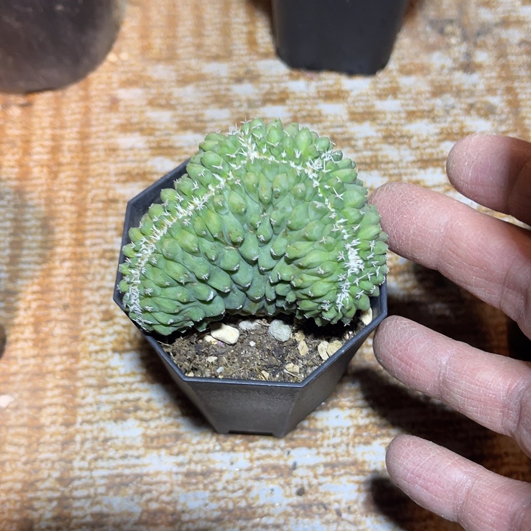 实生菊水缀化仙人球