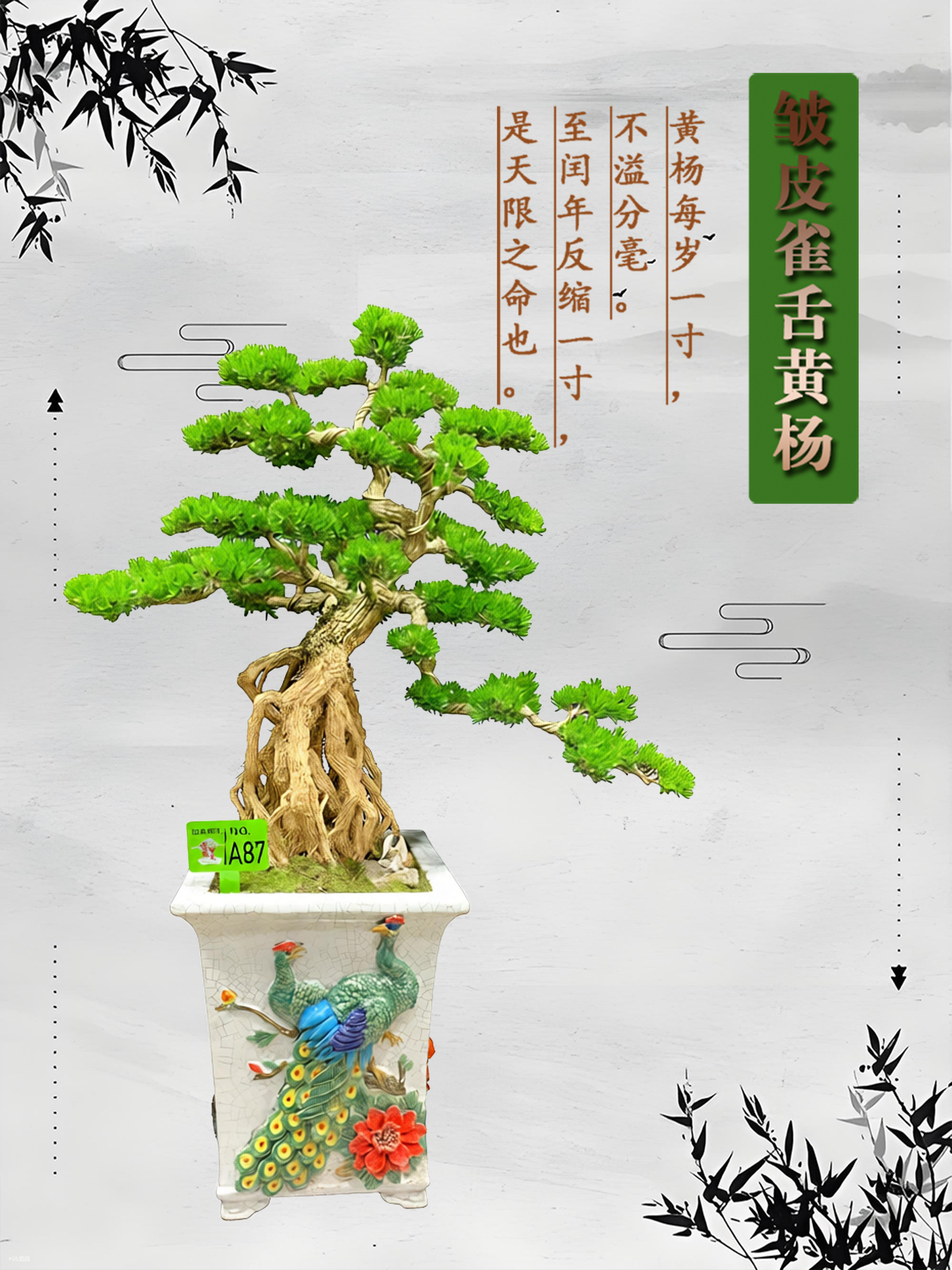 【A87】精品提根悬崖造型盆景雀舌黄杨高端大气上档次庭院别墅植物