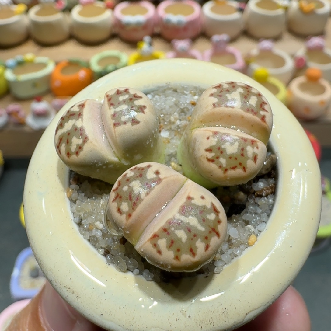 蘑菇1345丽虹彩拼多肉植物