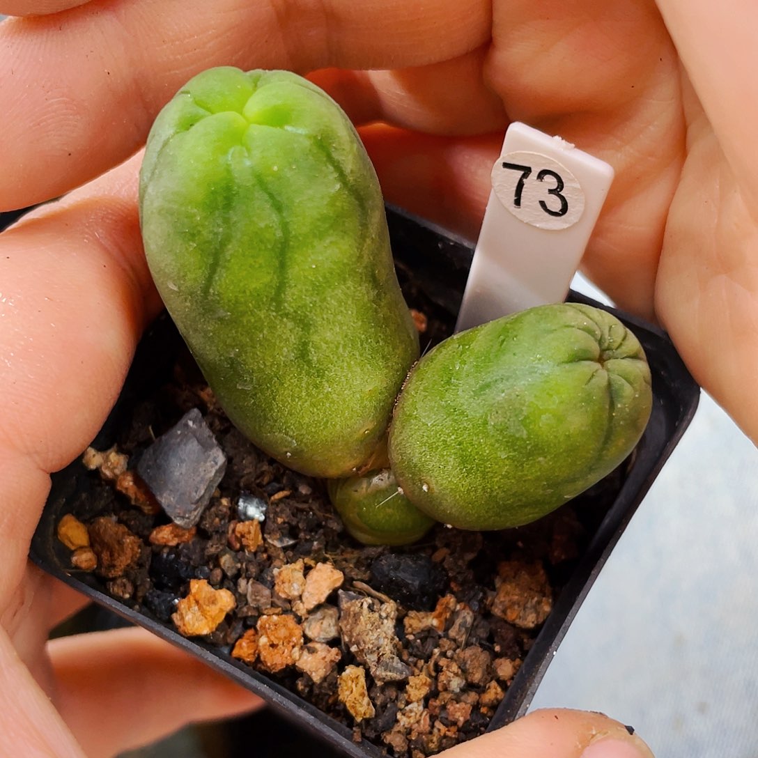 非偏远地区满25包邮仙人球