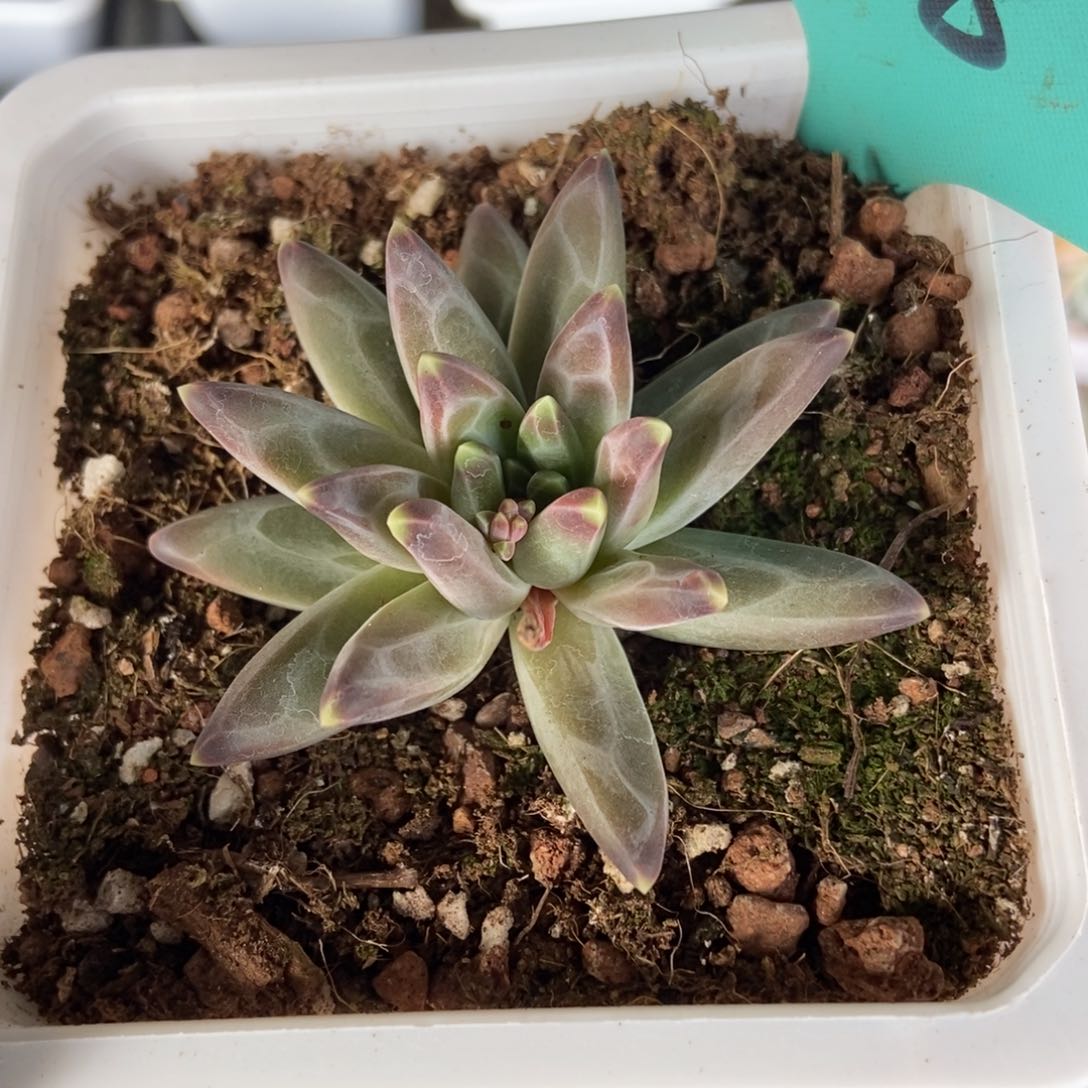 518梵高美人多肉植物