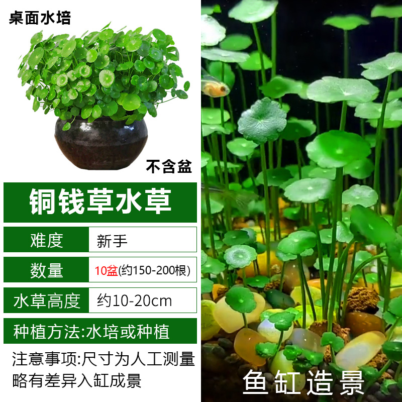 铜钱草10盆