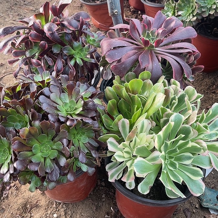 4棵玫瑰玫瑰玫瑰玫瑰