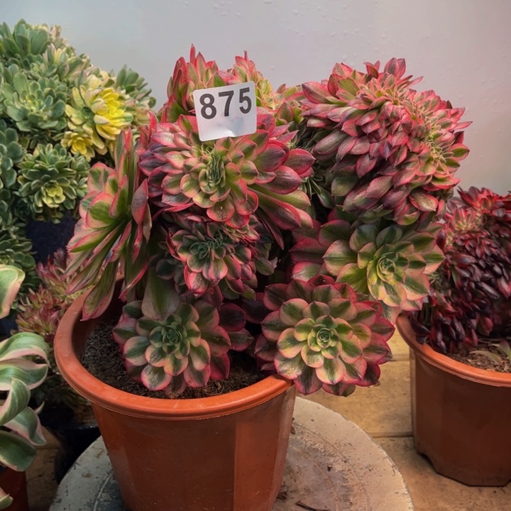 多肉植物万白缀875