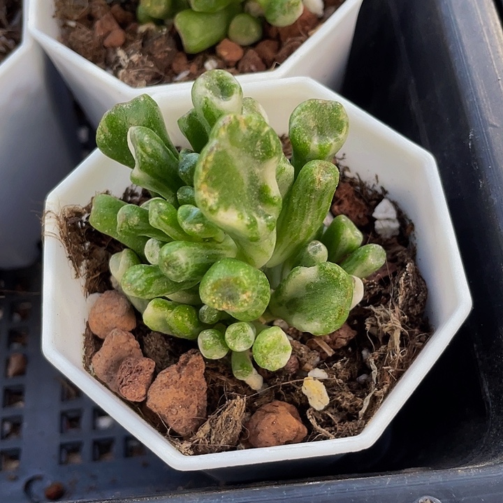 西财树锦2.8带盆土发