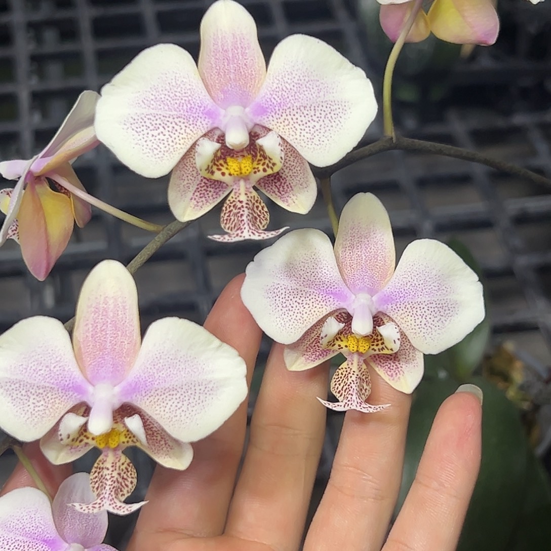 完全开放l035三寸ys1195