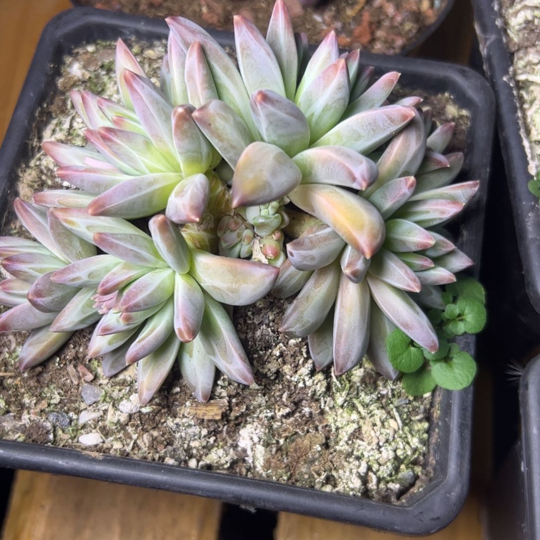 美人杂交，一物一拍