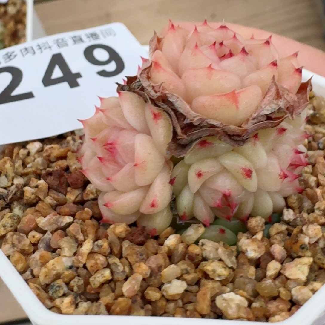 麦秆群生         精品多肉